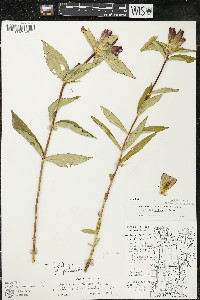 Gentiana x grandilacustris image