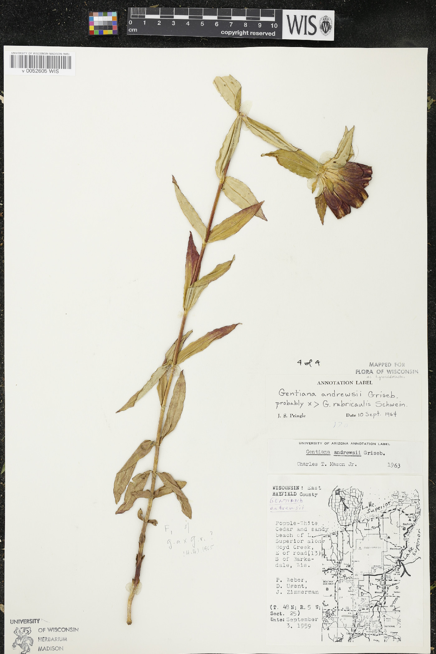 Gentiana x grandilacustris image