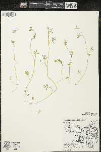 Floerkea proserpinacoides image