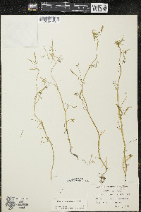 Floerkea proserpinacoides image