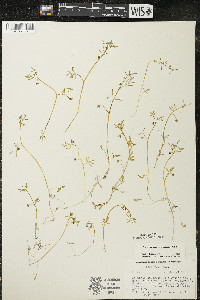 Floerkea proserpinacoides image