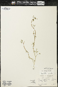 Floerkea proserpinacoides image