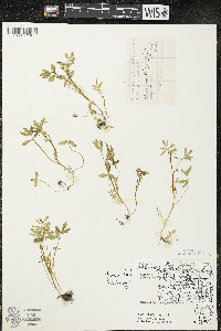 Floerkea proserpinacoides image