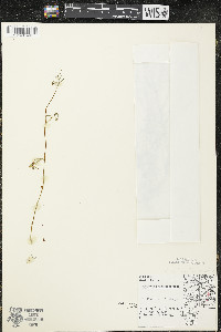Floerkea proserpinacoides image