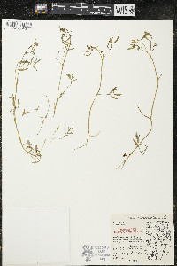 Floerkea proserpinacoides image