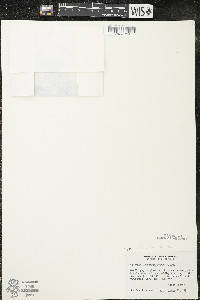 Floerkea proserpinacoides image