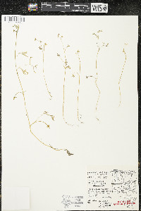 Floerkea proserpinacoides image