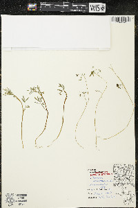 Floerkea proserpinacoides image
