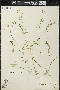 Floerkea proserpinacoides image