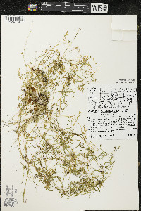 Floerkea proserpinacoides image