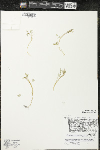 Floerkea proserpinacoides image