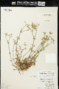 Cerastium fontanum subsp. vulgare image