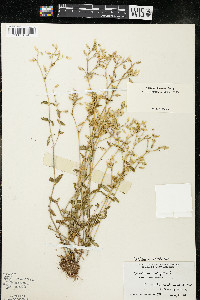 Cerastium fontanum subsp. vulgare image