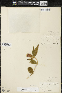 Gentiana andrewsii image