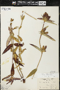 Gentiana andrewsii image