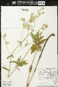 Silene stellata image