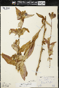 Gentiana andrewsii image