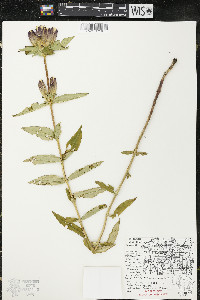 Gentiana andrewsii var. andrewsii image