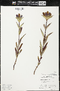 Gentiana andrewsii var. andrewsii image