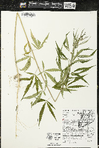 Cannabis sativa image