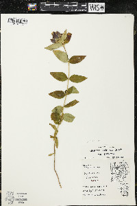 Gentiana andrewsii var. andrewsii image