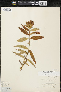 Gentiana andrewsii var. andrewsii image