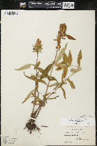 Gentiana andrewsii image