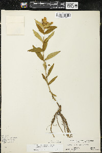 Gentiana andrewsii var. andrewsii image