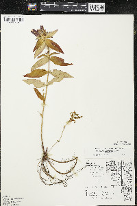 Gentiana andrewsii image