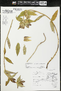 Gentiana andrewsii image