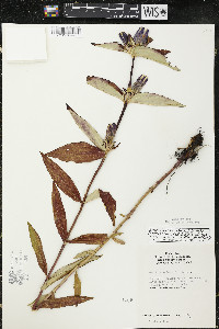 Gentiana andrewsii image