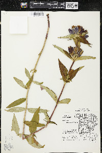 Gentiana andrewsii image