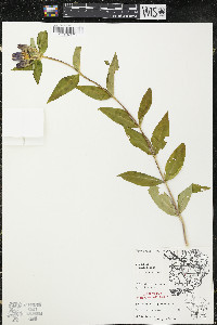 Gentiana andrewsii image