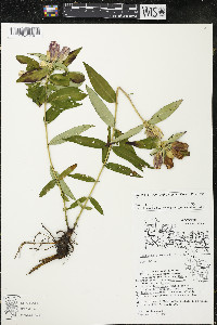 Gentiana andrewsii image
