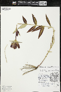 Gentiana andrewsii image