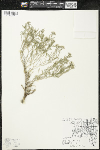 Lobularia maritima image