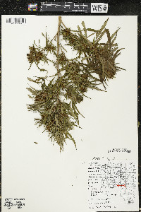 Cannabis sativa image