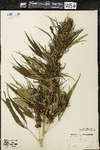 Cannabis sativa image