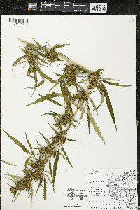 Cannabis sativa image