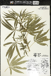 Cannabis sativa image