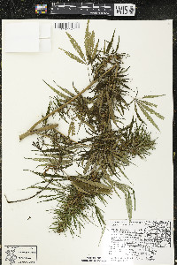 Cannabis sativa image