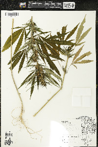 Cannabis sativa image