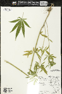 Cannabis sativa image