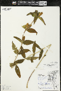 Gentiana andrewsii var. andrewsii image