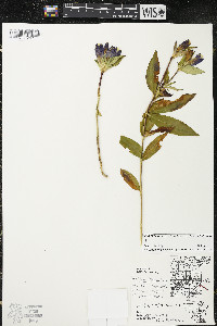 Gentiana andrewsii image