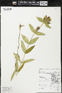 Gentiana andrewsii image
