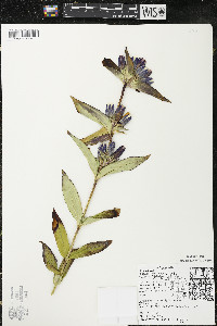 Gentiana andrewsii image