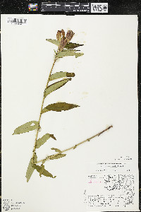 Gentiana andrewsii var. andrewsii image