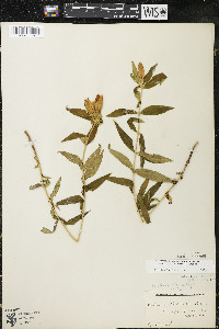 Gentiana andrewsii var. andrewsii image