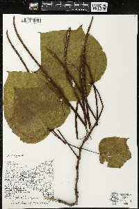 Catalpa ovata image